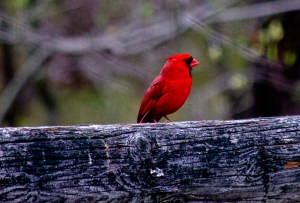 red male cardinal sitting on wooden beam of a fence