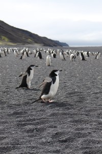 Chinstraps Heading to the Ocean