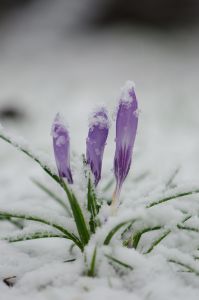 Crocuses_in_the_snow_(8504467548)