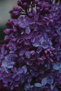 close up photo of purple lilac flowers